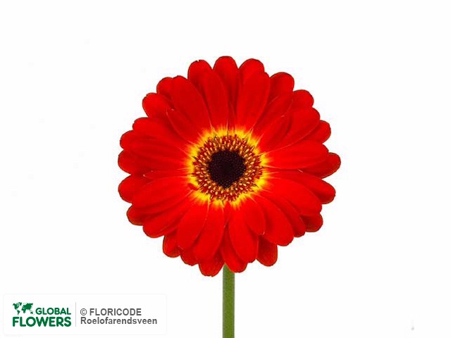 Photo Gerbera mini Smart.