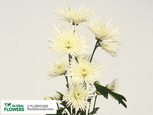 Photo Chrysanthemum (Indicum Grp) tros 'Reform'.