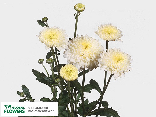 Photo Chrysanthemum (Indicum Grp) tros 'Ellen'.