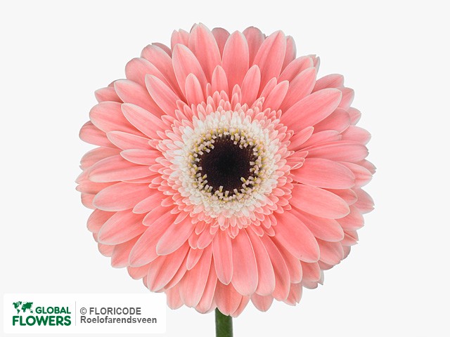 Photo Gerbera grootbloemig 'Diabolo'.