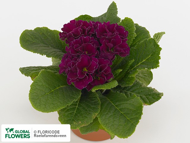 Примула акаулис "Dubbel Rubens Dark Purple"