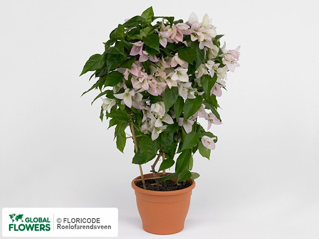 Photo Bougainvillea Rijnstar Lila | Global Flowers