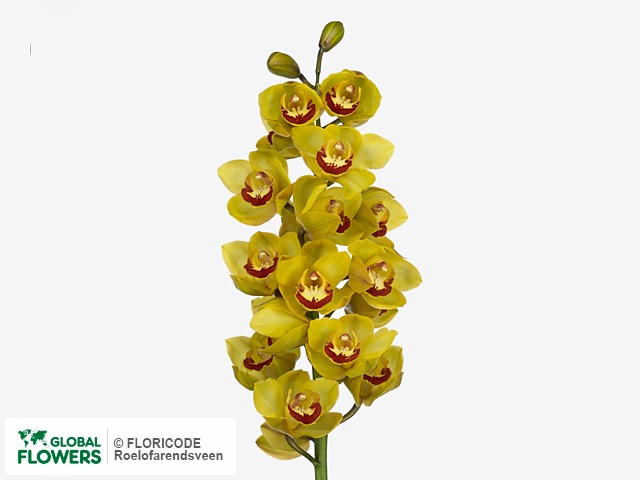 Фото вида Цимбидиум крупноцветковый "Honey Harvest Goldstar".