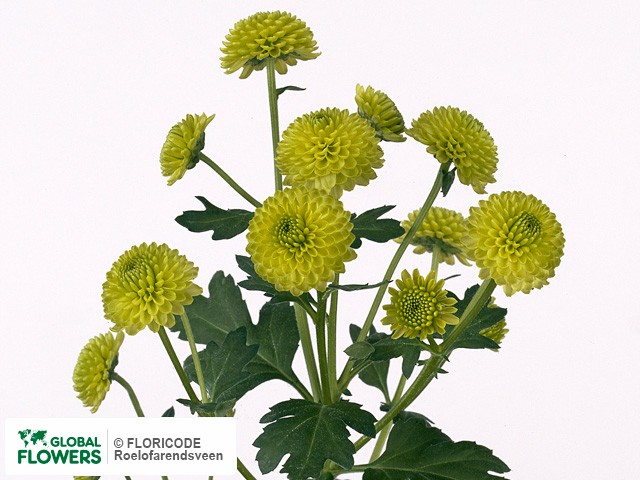 Photo Chrysanthemum (Indicum Grp) tros santini Rocky.