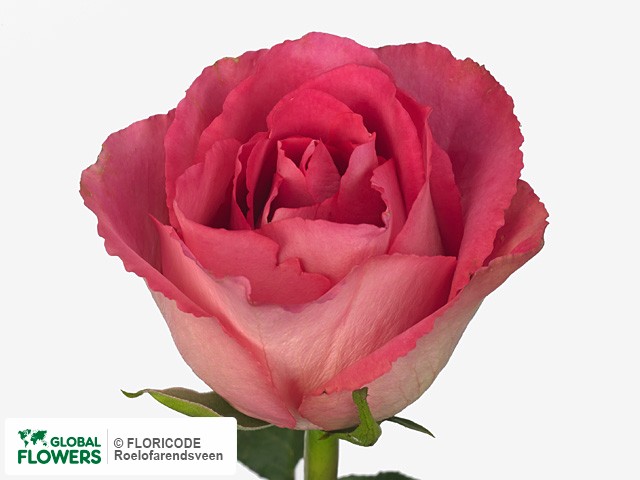 Фото вида Роза крупноцветковая "Madam Pink".