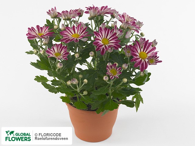 Photo Chrysanthemum (Indicum Grp) Robinho.