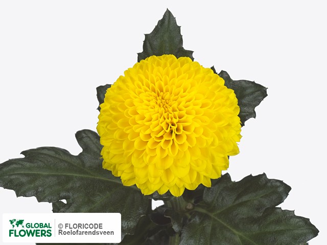 Фото вида Хризантема одноголовая "Pebble".