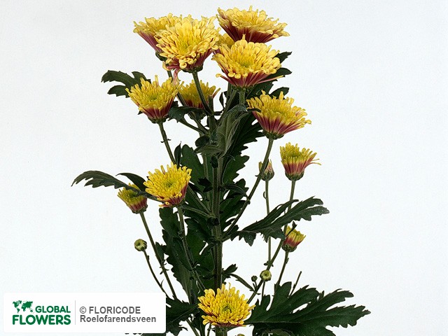 Photo Chrysanthemum (Indicum Grp) tros Sizzle Yellow.