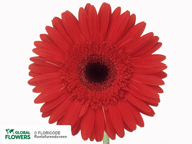 Photo Gerbera grootbloemig 'Yanara'.