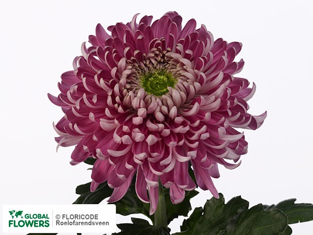 Photo Chrysanthemum (Indicum Grp) geplozen 'Holiday Purper'.