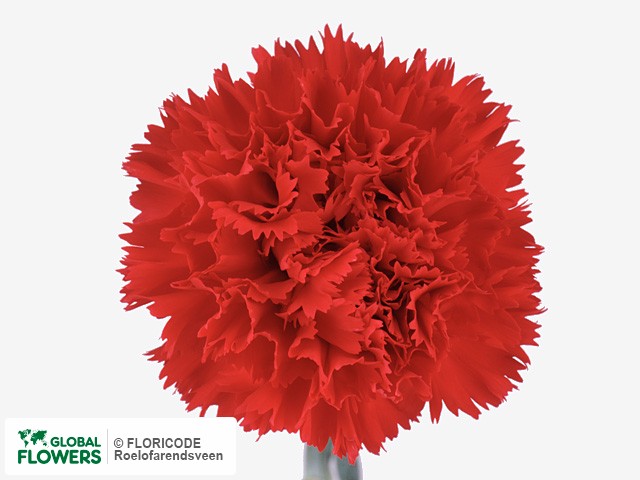 Photo Dianthus standaard 'Domingo'.