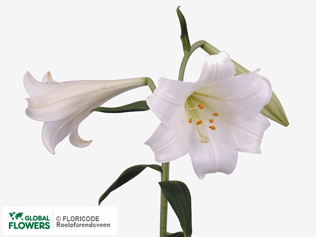 Photo Lilium (Longiflorum Grp) 'Pausini'.