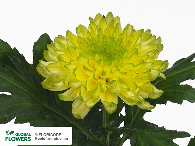Zembla Brasil Chrysanthemum (4 pk) – Harmony Harvest Farm