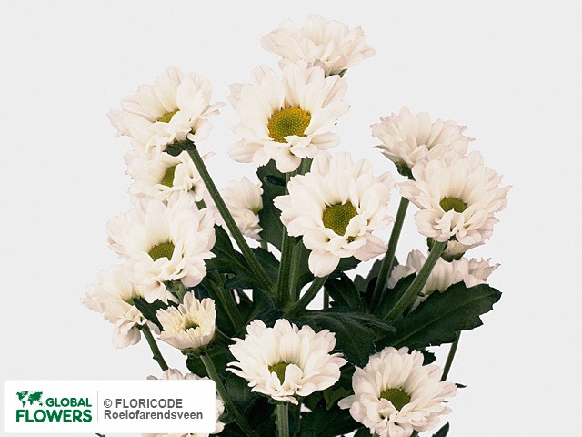 Photo Chrysanthemum (Indicum Grp) tros santini Yen.