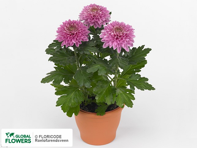 Photo Chrysanthemum (Indicum Grp) Desna.