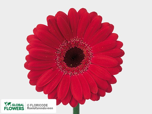 Photo Gerbera mini Emery.