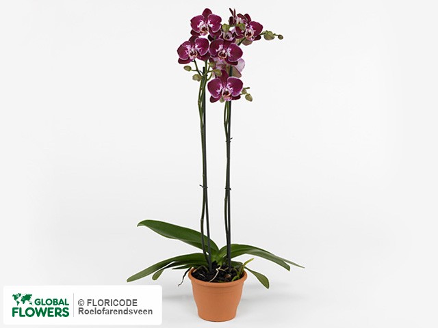 Фото вида Фаленопсис "Chain Xen Pearl Deep Purple".