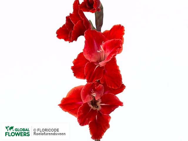 Photo Gladiolus (Large-flowered Grp) 'After Shock'.