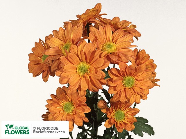 Photo Chrysanthemum (Indicum Grp) tros Reagan Orange.