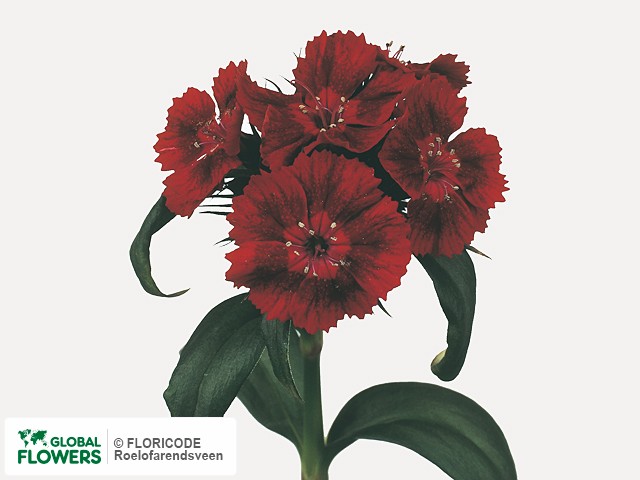 Фото вида Гвоздика турецкая "Barbarella Diep Rood".
