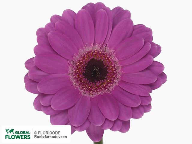 Photo Gerbera mini Rhod?.