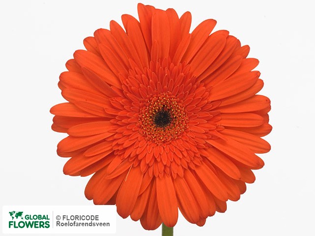 Photo Gerbera grootbloemig Marinillia.