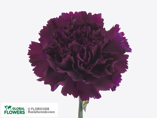 Photo Dianthus standaard Florigene Moontea | Global Flowers