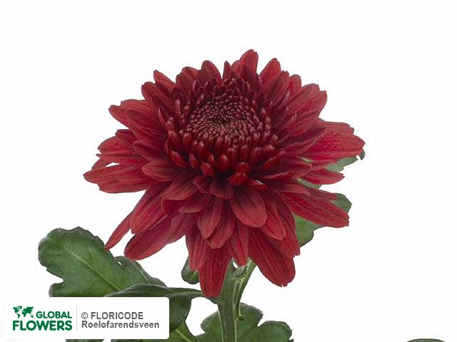 Photo Chrysanthemum (Indicum Grp) geplozen 'Jaquar Red'.