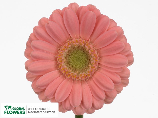 Photo Gerbera mini 'Hippo'.