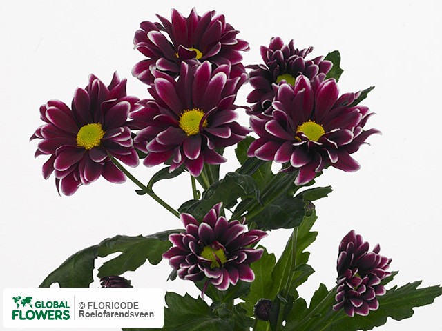 Photo Chrysanthemum (Indicum Grp) tros 'Orinoco'.