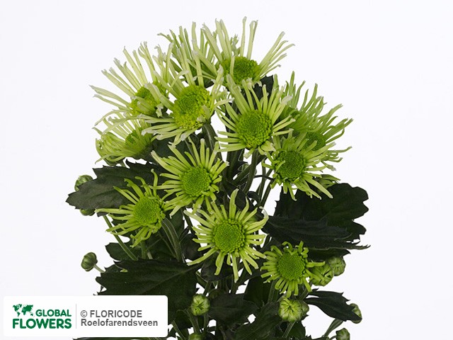 Photo Chrysanthemum (Indicum Grp) tros santini AAA Anura Green.