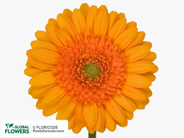 Photo Gerbera mini 'Pumpkin'.