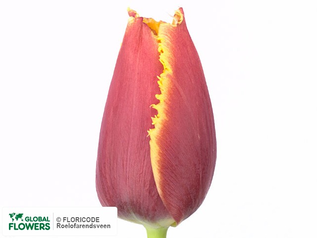 Photo Tulipa (Fringed Grp) 'Johann Gutenberg'.