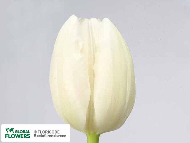 Photo Tulipa (Triumph Grp) 'White Rhapsody'.