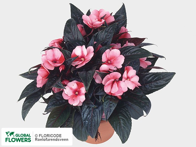 Фото вида Недотрога Новая Гвинея "Colorpower Coral Blush".