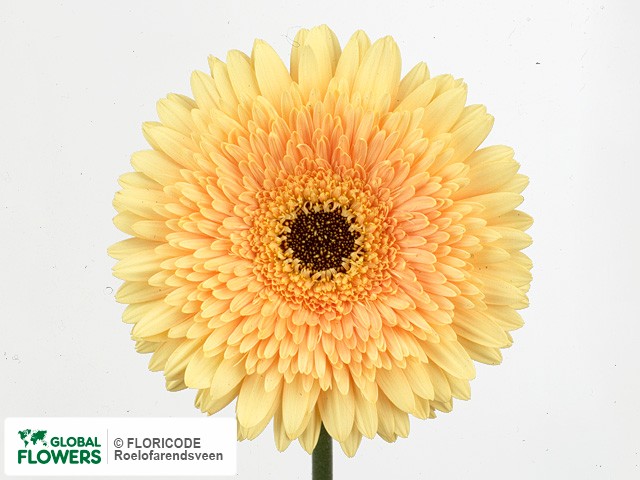 Photo Gerbera grootbloemig 'Sazou'.