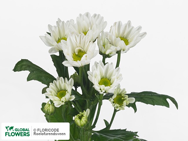 Photo Chrysanthemum (Indicum Grp) tros santini Meriva.