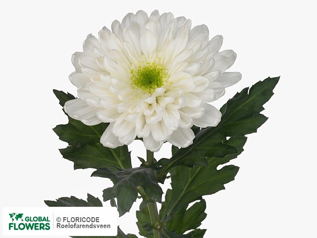 Photo Chrysanthemum (Indicum Grp) geplozen Galactica.