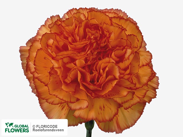 Photo Dianthus standaard 'Ivonne Orange'.