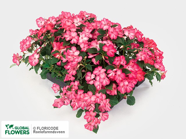 Фото вида Недотрога Уоллера "Expo Rose Picotee".