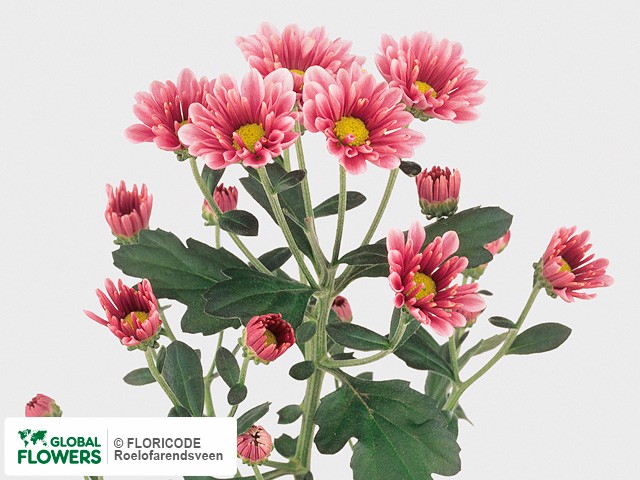 Photo Chrysanthemum (Indicum Grp) tros santini Atilla.