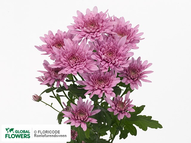 Photo Chrysanthemum (Indicum Grp) tros Bretagne Pink.