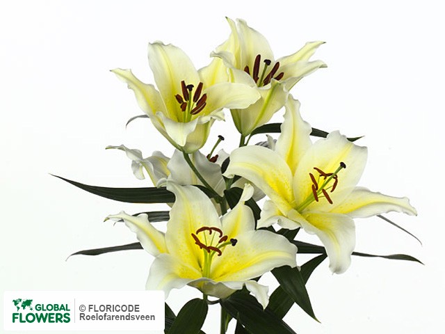 Photo Lilium (Oriental Grp) 'Cherbourg' | Global Flowers