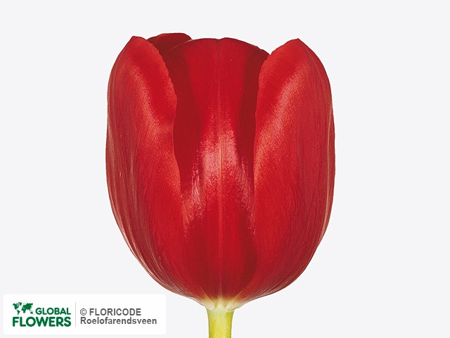 Photo Tulipa (Triumph Grp) 'Friso'.