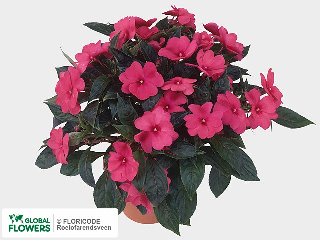 Фото вида Недотрога Новая Гвинея "Colorpower Deep Pink".