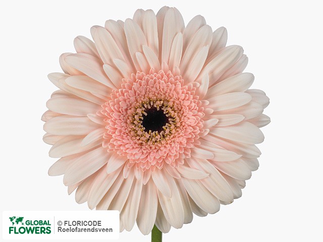 Photo Gerbera grootbloemig Donga.