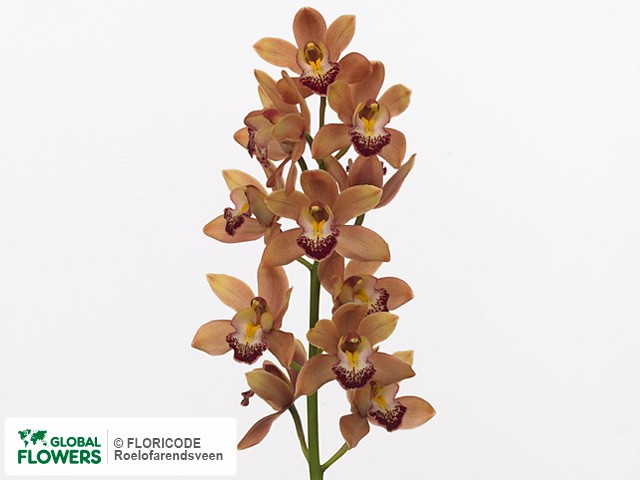 Фото вида Цимбидиум мини "Scotts Sunrise Aurora".