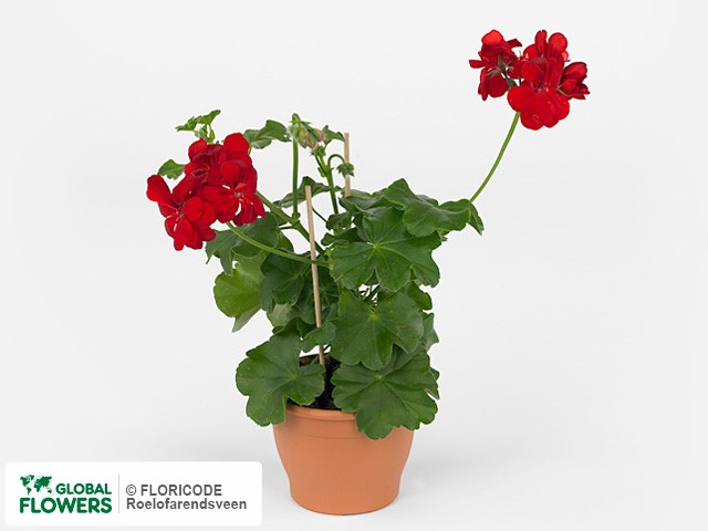 Фото вида Пеларгония плющелистная "Pacific Red".