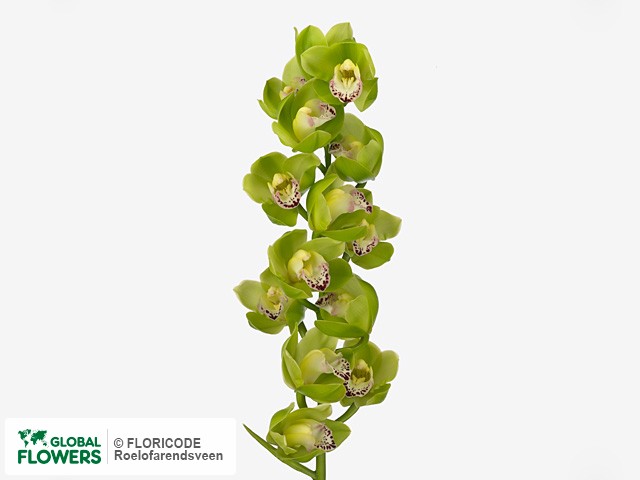 Фото вида Цимбидиум мини "Zenflor".