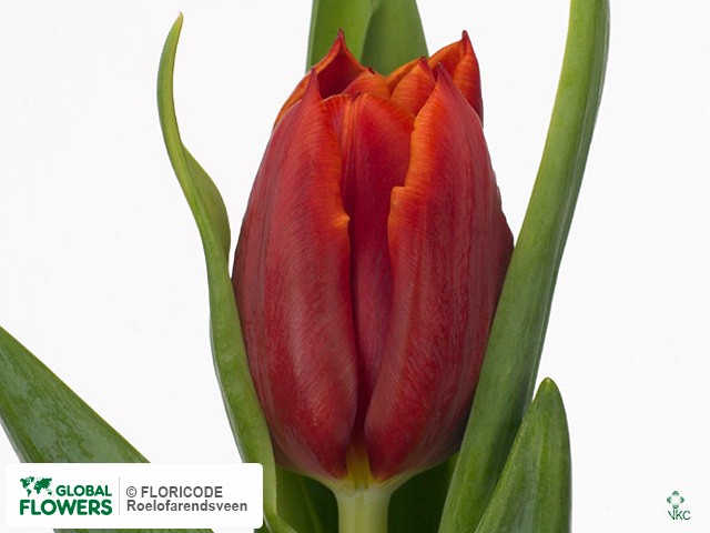 Photo Tulipa (Triumph Grp) 'Abra'.